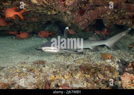 Squalo da barriera corallina, Triaenodon obeso, appoggiato sotto la sporgenza, con pesci soldato bigscale, Myripristis berndti, In background, North Kona, Hawaii, Stati Uniti Foto Stock