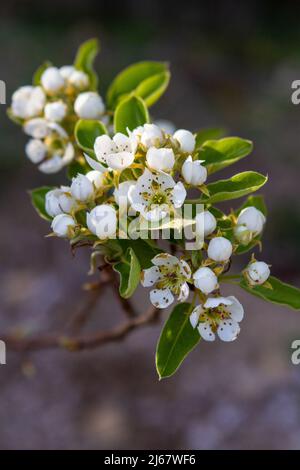 Immagine closeup di Orcas Pear bianco fiorisce in un giardino primaverile. Foto Stock
