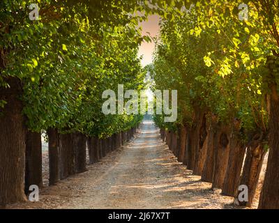 Vista su strada dritta sotto gli alberi. Strada sterrata vuota tra gli alberi in campagna. Percorso pedonale esteso Foto Stock