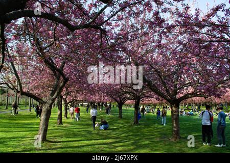 Cherry Blossom al Brooklyn Botanic Garden Primavera 2022 Foto Stock