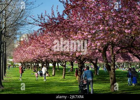 Cherry Blossom al Brooklyn Botanic Garden Primavera 2022 Foto Stock