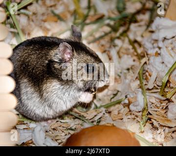 Criceto Djungarian Dwarf mangiare semi di girasole Foto Stock