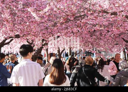 Stoccolma, Svezia - 21 aprile 2022: Peopele godendo il rametto sotto i tres orientali fioriti di ciliegi nel parco di Kungstradgarden. Foto Stock