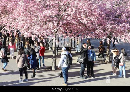 Stoccolma, Svezia - 21 aprile 2022: Peopele godendo il rametto sotto i tres orientali fioriti di ciliegi nel parco di Kungstradgarden. Foto Stock