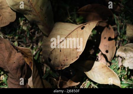 Una foglia caduta appassita, illuminata dal sole del mattino Foto Stock