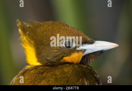 Testa di Picus flavinucha Foto Stock