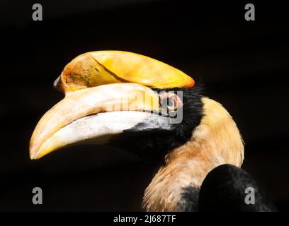 Ritratto di becco di fiuto - Buceros bicornis Foto Stock