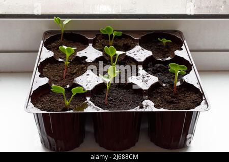 Casa giardino. Giovani pianta di rafano germinano in un contenitore Foto Stock