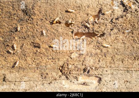 Termiti che lavorano su travi di legno vecchie. Scatto in testa Foto Stock