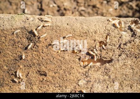 Termiti che lavorano su travi di legno vecchie. Scatto in testa Foto Stock