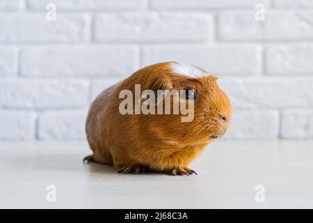 Il porcellino d'India domestico rosso cavia porcellus, noto anche come cavia o cavia domestica Foto Stock