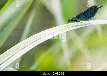 Bella demoiselle (Calopteryx virgo virgo), maschio. Foto Stock