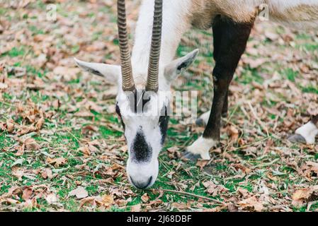 Il ariete maneggiato mangia fieno, animale nello zoo, corna grandi arrotondate di ariete. Foto Stock