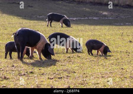 Suini britannici saddleback che si nutrono di erba Foto Stock