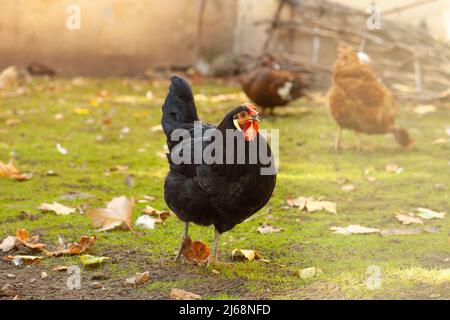 Black hen Black Copper Marans a piedi in cortile. Gruppo di pollo a piedi libero e nutrirsi sul prato verde estate. Gregge di uccelli domestici che mangiano il fr Foto Stock