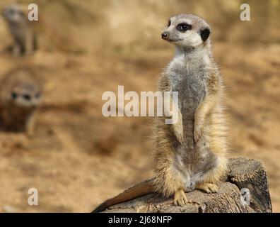 A Suricata (Suricata suricatta) allo Zoo di Praga, Repubblica Ceca, 28 aprile 2022. (CTK Photo/Milos Ruml) Foto Stock