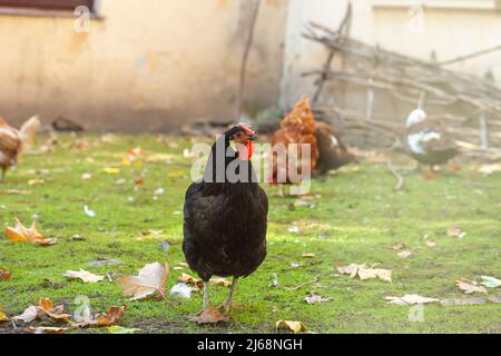 Black Copper Marans gallina a piedi in cortile fattoria. Gruppo di pollo a piedi libera, nutrendo il prato verde estate. Gregge di uccelli domestici che mangiano sulla gamma libera Foto Stock