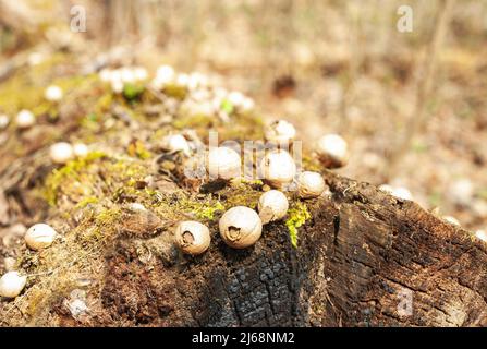 Funghi secchi palla a pera su un vecchio moncone vicino su albero caduto. Marrone Apioperdon piriforme o moncone palla di puffball piccolo fungo essiccato closeup in Foto Stock