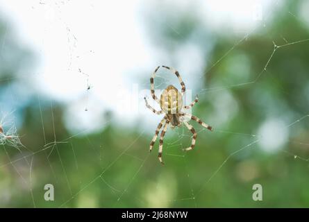 Ragno giallo orb-weaver a quattro punti sul web nel giardino estivo. Araneus quadratus arachnid su spiderweb da albero verde sfondo sfocato Foto Stock