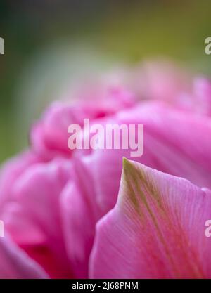 Un bellissimo tulipano rosa fotografato contro altri tulipani rosa fuori fuoco Foto Stock