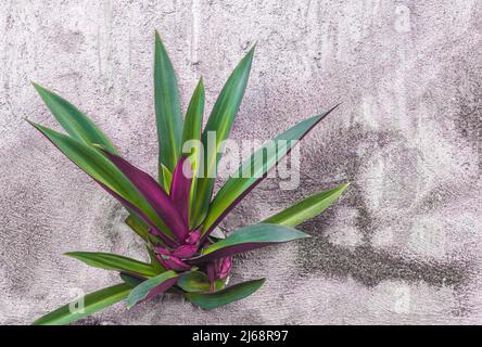 Pianta piena di colore verde e magenta che cresce da crepe in cemento grigio parete. Spazio di copia Foto Stock