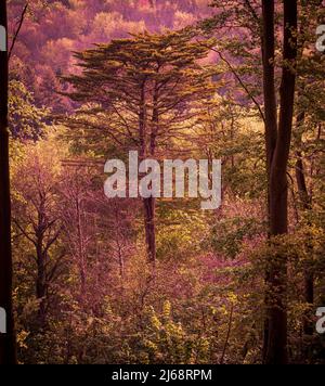 Conifera in piedi tra altri alberi decidui con sole primaverile Foto Stock