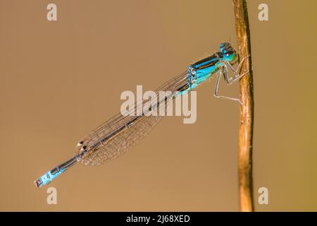 La piccola damselfly (Ischnura pumilio) è un membro della famiglia delle damselfly Coenagrionidae, maschile. Foto Stock