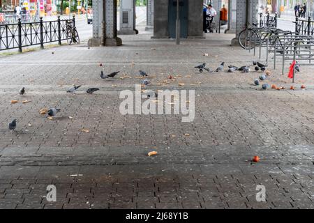 Piccioni su una strada che mangia gli avanzi alimentari. Qualcuno ha nutrito gli uccelli con pezzi di pane e scarti di frutta. Animali in una grande città sporca in Germania. Foto Stock