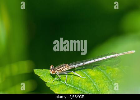 La damselfly dalle zampe bianche o la zampa di piume blu (Platycnemis Pennipes) è una damselfly di acque fangose e fluide, femmina. Foto Stock