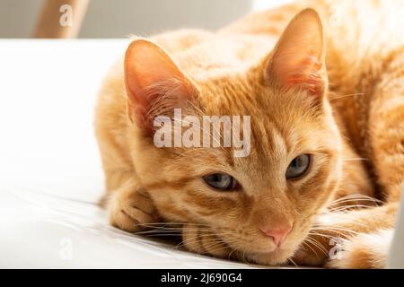 Felis Catus - Puppy gatto arancione bello animale domestico Foto Stock