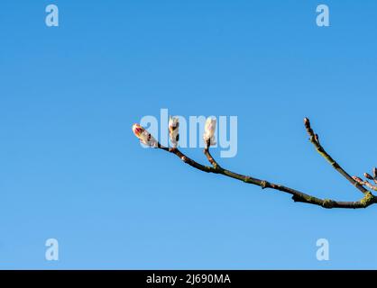 Germogli di castagno appiccicoso in primavera Foto Stock