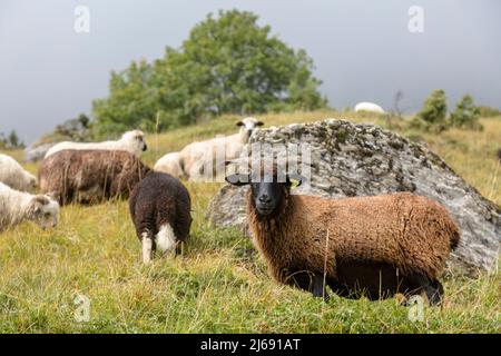 Pecore dalle corna nere su un pascolo di montagna in un villaggio francese, prati alpini d'autunno Foto Stock