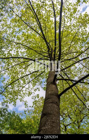 Il chinense di Liriodendron, comunemente conosciuto come il pioppo cinese del tulipano, l'albero cinese del tulipano o la bianca cinese[ Foto Stock