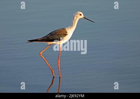 Palafitte con alare nera (Himantopus himantopis) che guado in acque poco profonde, Sudafrica Foto Stock