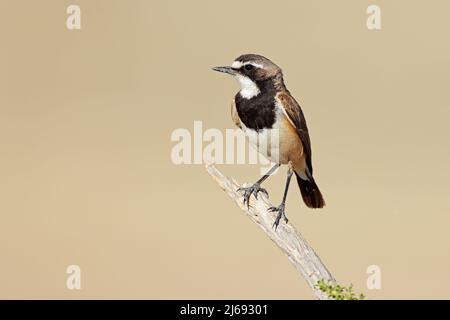 Un siero di latte coperto (Oenanthe pileata) arroccato su un ramo, il Sudafrica Foto Stock