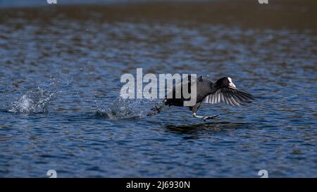 Un gallo eurasiatico (Fulica atra) spruzza attraverso l'acqua di un laghetto scuro nel Kent mentre fugge da un avversario Foto Stock