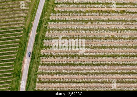 29 aprile 2022, Sassonia, Grimma: Fiori di ciliegio in una piantagione vicino a Dürrweitzschen. Il gruppo Obstland coltiva principalmente mele nella regione, ma anche ciliegie, fragole, prugne e ribes. La frutta viene venduta direttamente con il marchio Sachsenobst o trasformata in succhi di frutta nella sala stampa dell'azienda. (Vista aerea con drone) Foto: Jan Woitas/dpa Foto Stock