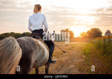 Una donna che cavalca un cavallo grigio in un campo al tramonto. Equitazione, affitto, bella sfondo, cottage. Amicizia e amore per le persone e gli animali. Animali domestici. Sport equestre Foto Stock