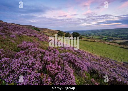 Erica fiorente e fienile derelitto a Roach End, The Roaches, Staffordshire, Inghilterra, Regno Unito, Europa Foto Stock