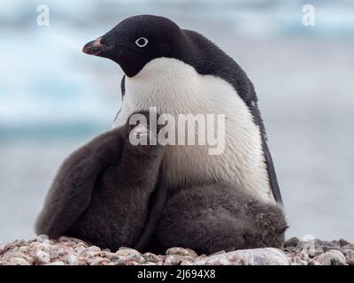 Pinguino di Adelie (Pygoscelis adeliae), adulto e pulcini in una colonia di allevamento a Pourquoi Pas Island, Antartide, regioni polari Foto Stock