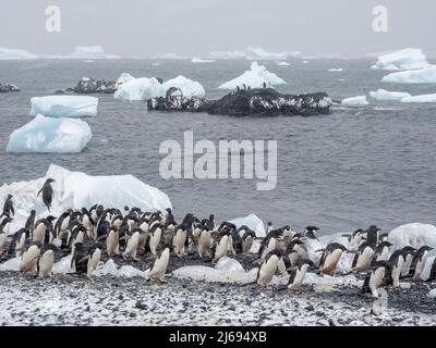 Pinguini di Adelie (Pygoscelis adeliae), marciando sulla spiaggia a Brown Bluff, Antartico Sound, Antartide, Polar regioni Foto Stock