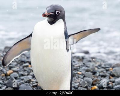 Adelie pinguino (Pygoscelis adeliae), sulla spiaggia di ritorno dal mare, Tay Head, Isola di Joinville, Antartide, regioni polari Foto Stock