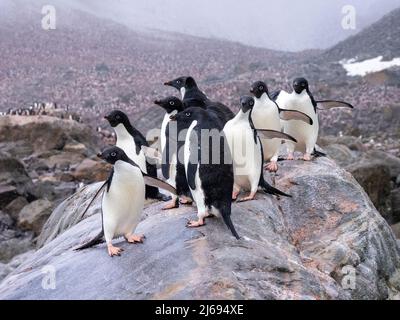 Pinguini di Adelie (Pygoscelis adeliae), su una roccia in una colonia di allevamento sull'isola di Joinville, Antartide, regioni polari Foto Stock