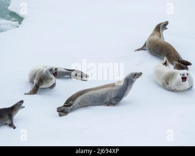 Sigilli di crabeater adulti (lobodon carcinophaga), su ghiaccio nel Mare di Bellingshausen, Antartide, Polar regioni Foto Stock