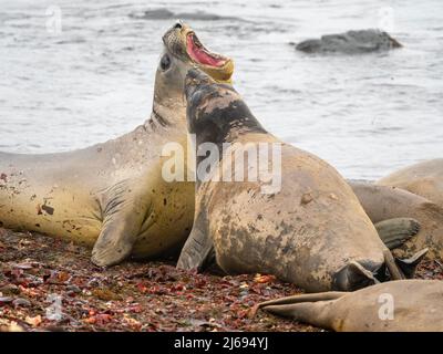 Due giovani foche di elefante toro meridionale (Mirounga leonina), combattendo sulla spiaggia di Snow Island, Antartide, Polar regioni Foto Stock