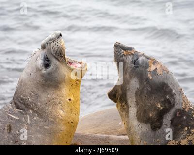 Due giovani foche di elefante toro meridionale (Mirounga leonina), combattendo sulla spiaggia di Snow Island, Antartide, Polar regioni Foto Stock
