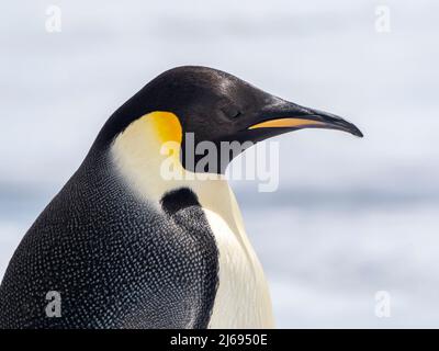 Un pinguino imperatore adulto (Appenodytes forsteri), sul ghiaccio vicino a Snow Hill Island, Weddell Mare, Antartide, regioni polari Foto Stock