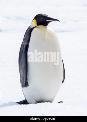 Un pinguino imperatore adulto (Appenodytes forsteri), sul ghiaccio vicino a Snow Hill Island, Weddell Mare, Antartide, regioni polari Foto Stock