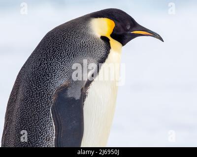 Un pinguino imperatore adulto (Appenodytes forsteri), sul ghiaccio vicino a Snow Hill Island, Weddell Mare, Antartide, regioni polari Foto Stock