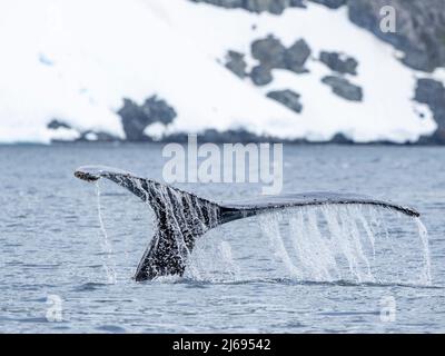 Una megattere adulta (Megaptera novaeangliae), flukes up immersione tra ghiaccio a Brabant Island, Antartico, Polar regioni Foto Stock